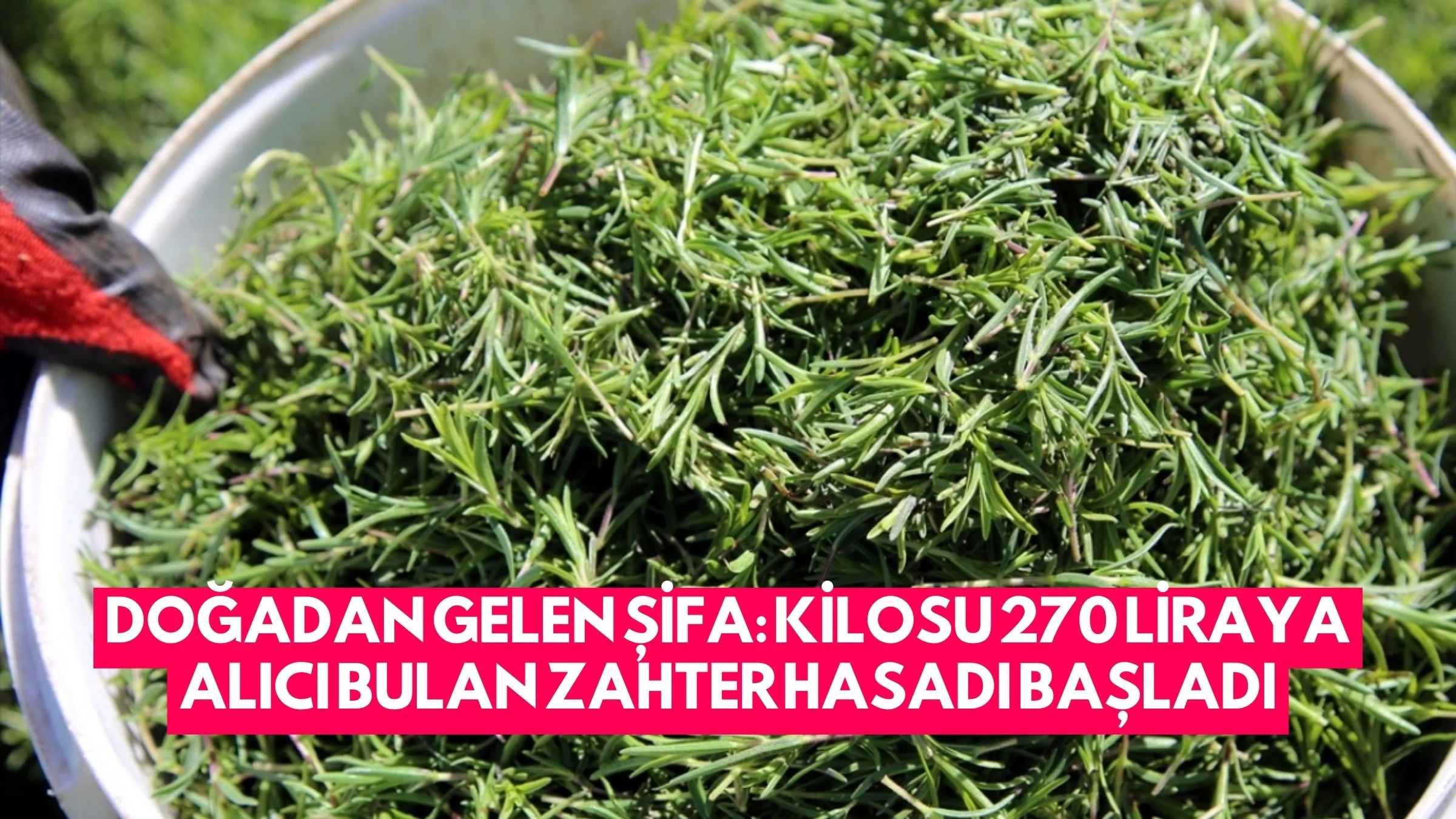 Doğadan Gelen Şifa: Kilosu 270 Liraya Alıcı Bulan Zahter Hasadı Başladı