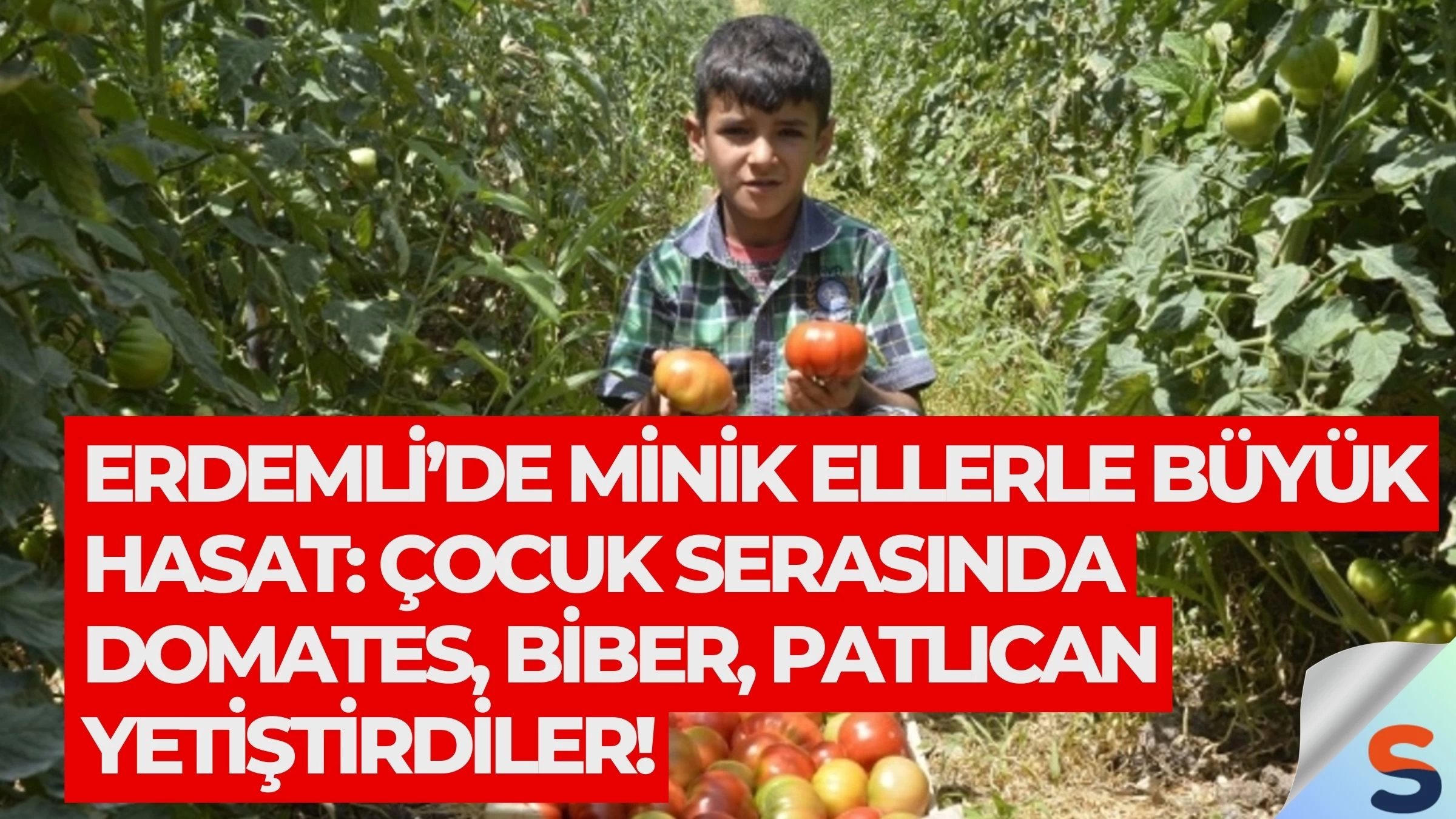 Erdemli’de Minik Ellerle Büyük Hasat: Çocuk Serasında Domates, Biber, Patlıcan Yetiştirdiler!