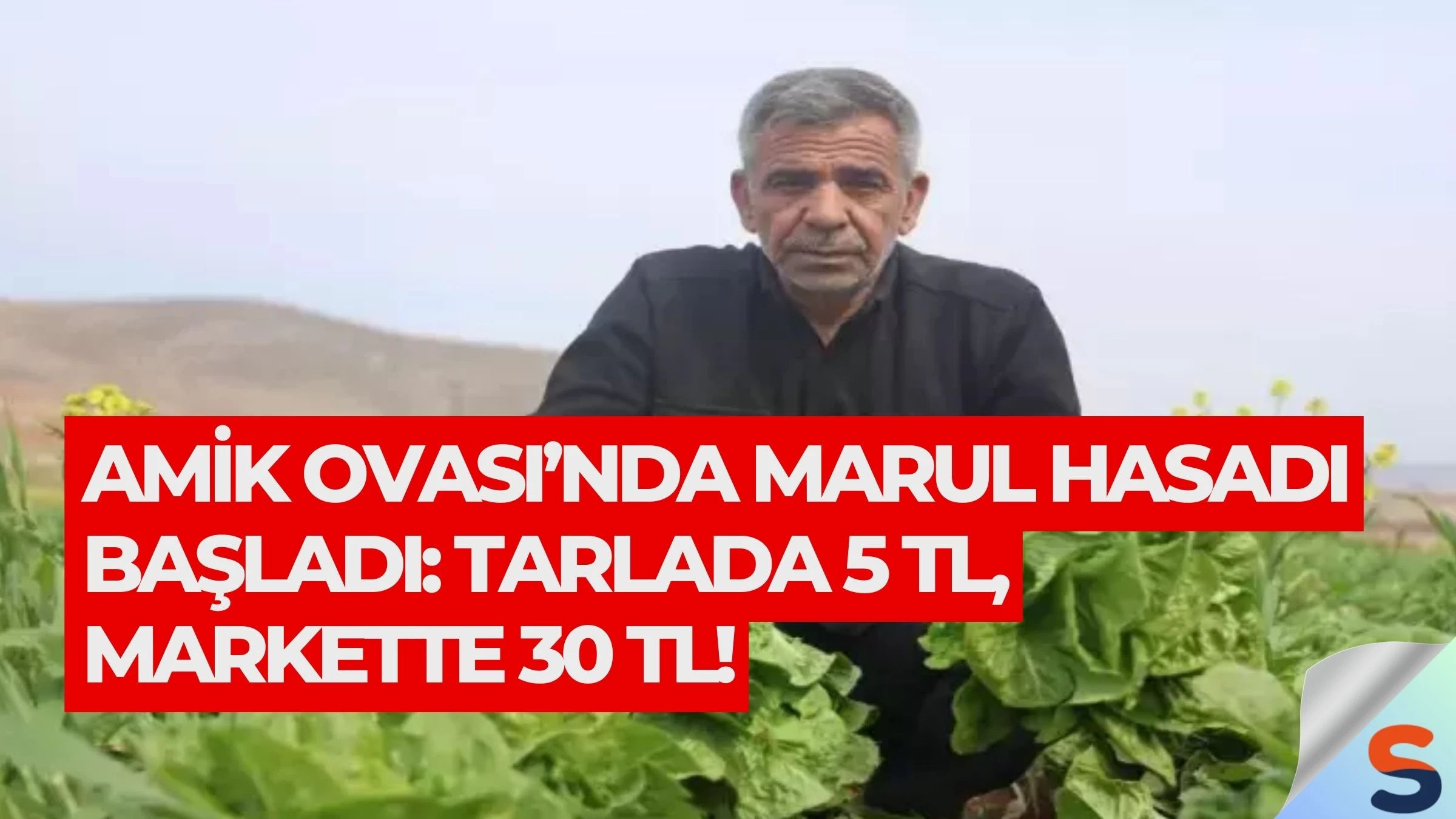 Amik Ovası’nda Marul Hasadı Başladı: Tarlada 5 TL, Markette 30 TL!
