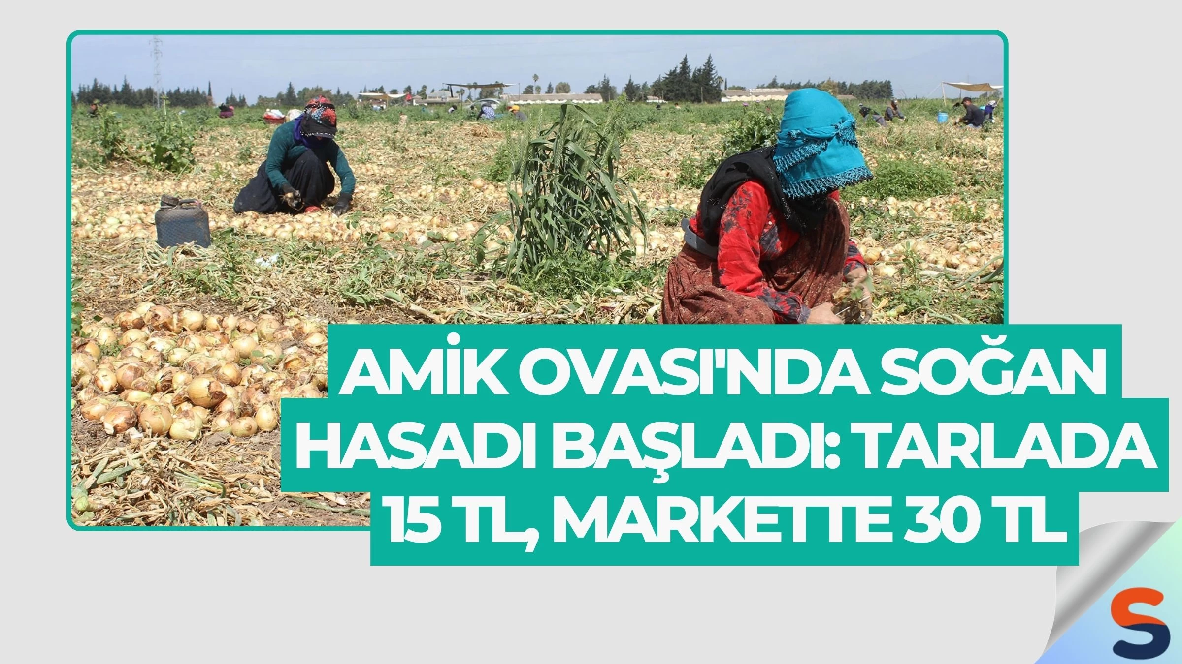 Amik Ovası'nda Soğan Hasadı Başladı: Tarlada 15 TL, Markette 30 TL