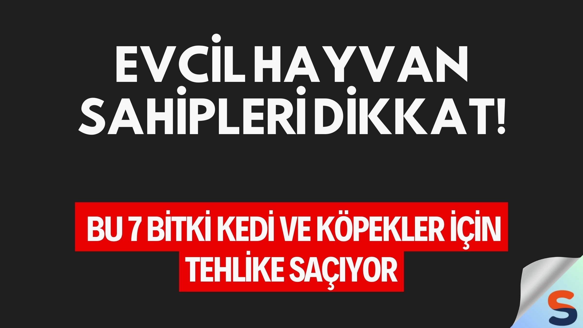 Evcil Hayvan Sahipleri Dikkat! Bu 7 Bitki Kedi ve Köpekler İçin Tehlike Saçıyor