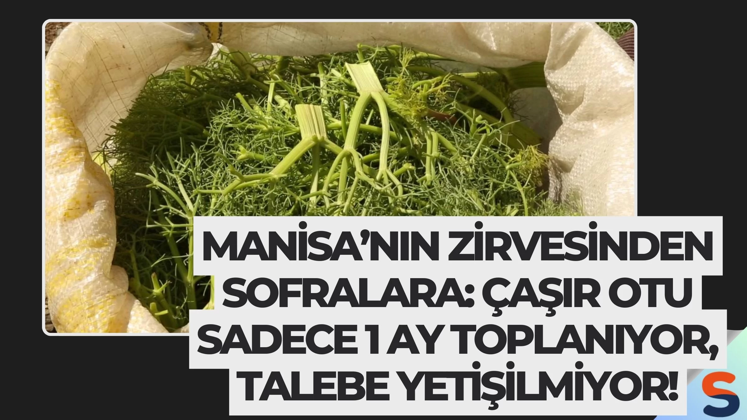 Manisa’nın Zirvesinden Sofralara: Çaşır Otu Sadece 1 Ay Toplanıyor, Talebe Yetişilmiyor!