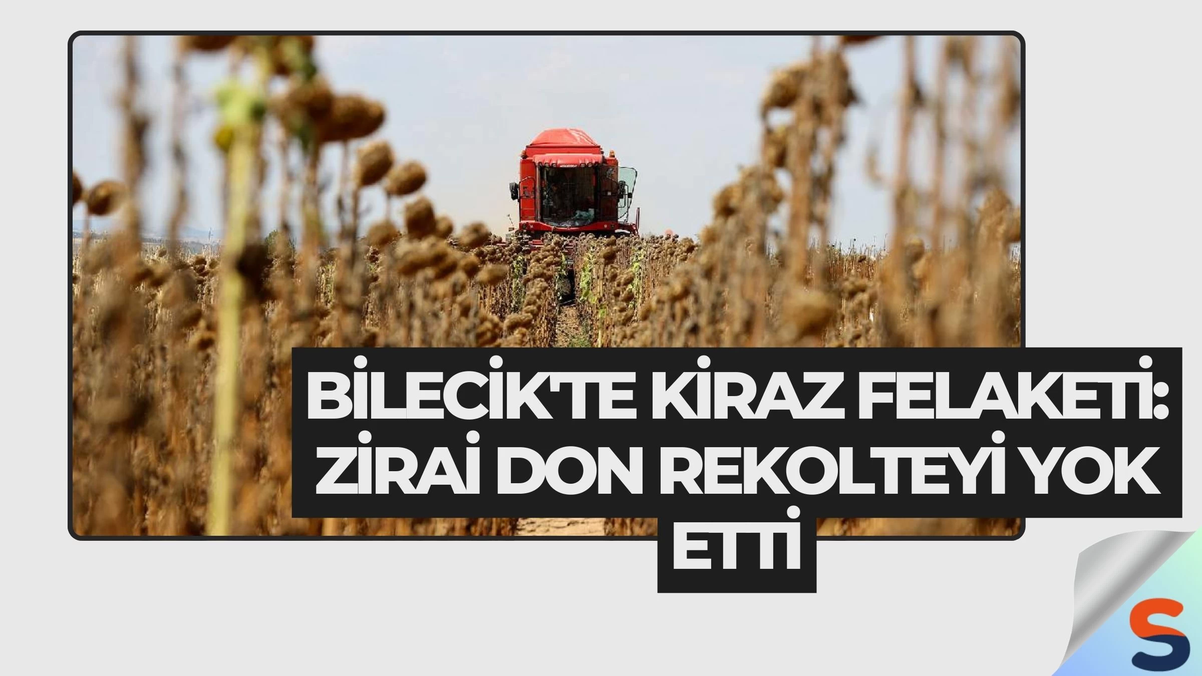 Bilecik'te Kiraz Felaketi: Zirai Don Rekolteyi Yok Etti