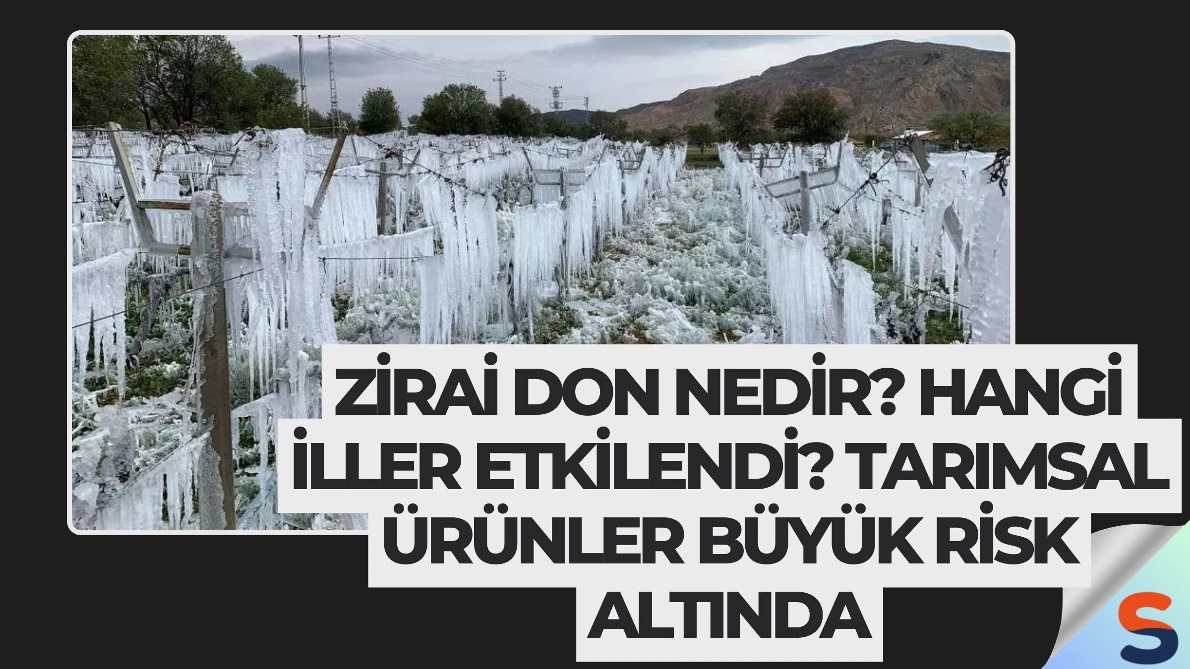 Zirai Don Nedir? Hangi İller Etkilendi? Tarımsal Ürünler Büyük Risk Altında