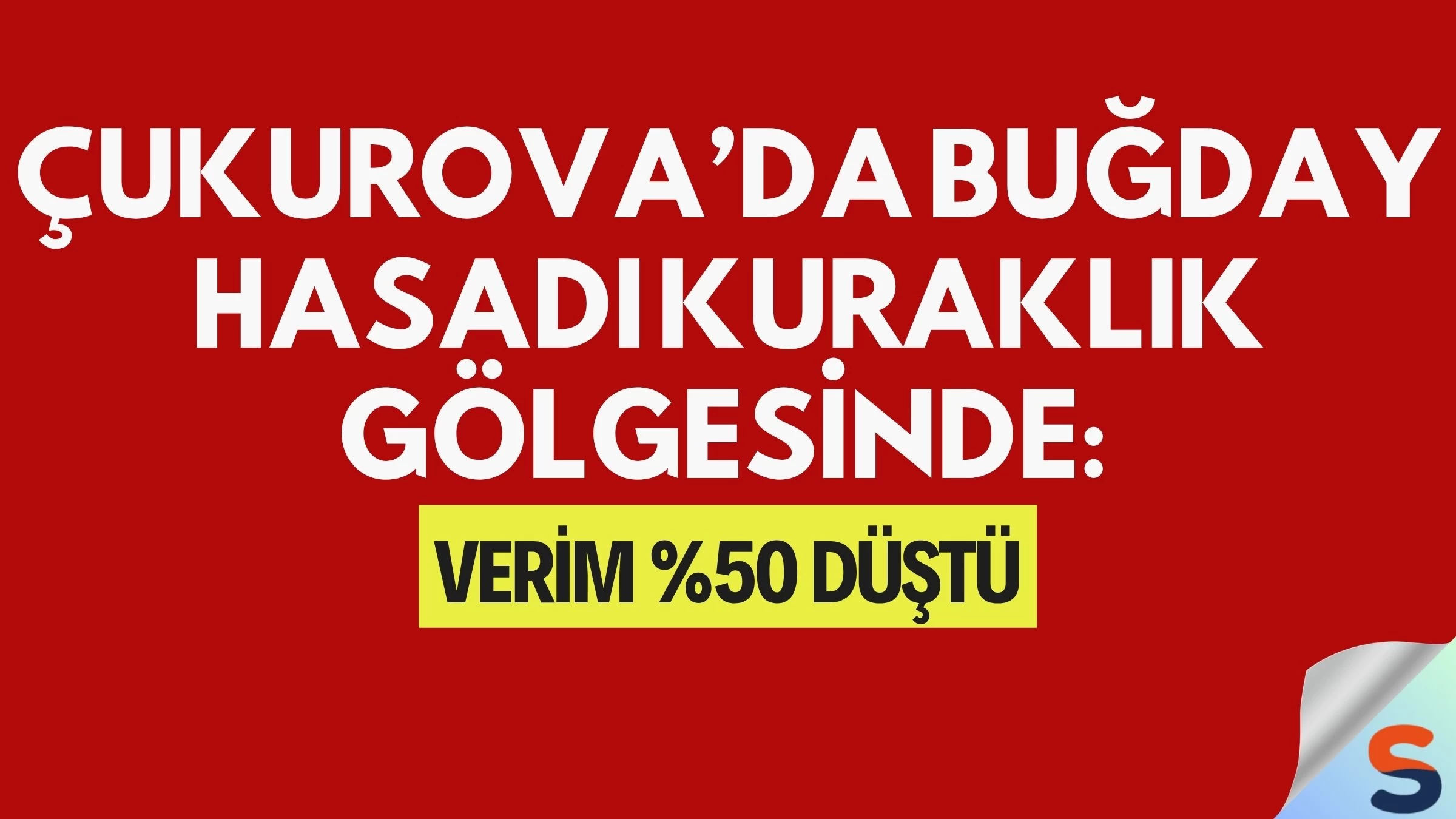 Çukurova’da Buğday Hasadı Kuraklık Gölgesinde: Verim %50 Düştü