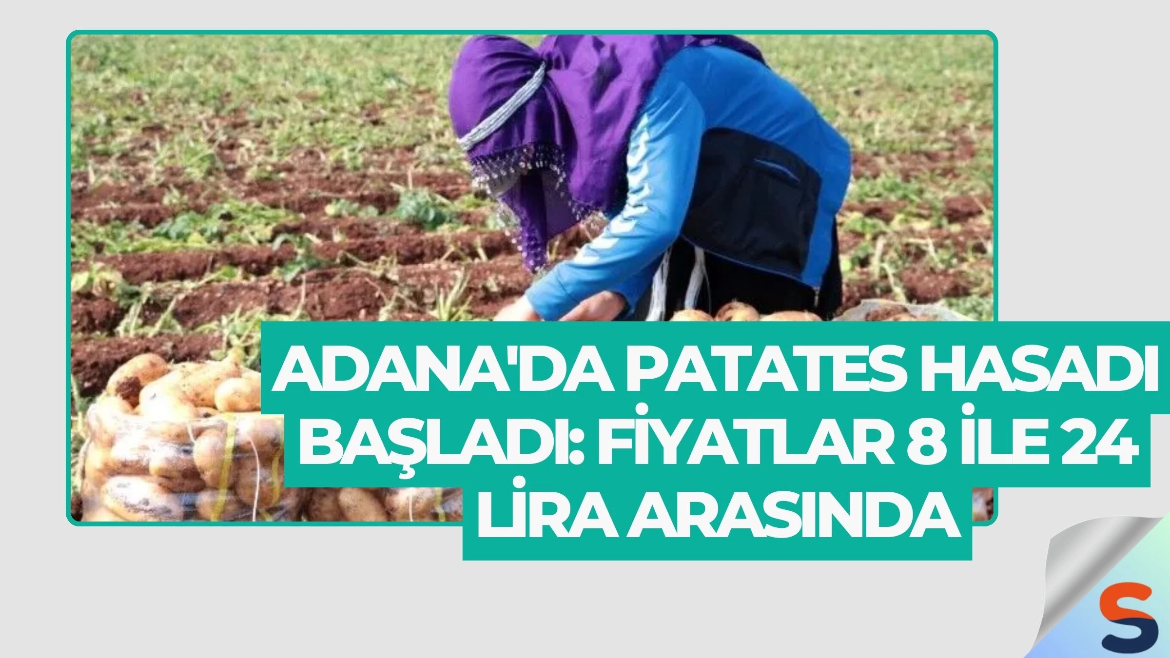 Adana'da Patates Hasadı Başladı: Fiyatlar 8 ile 24 Lira Arasında
