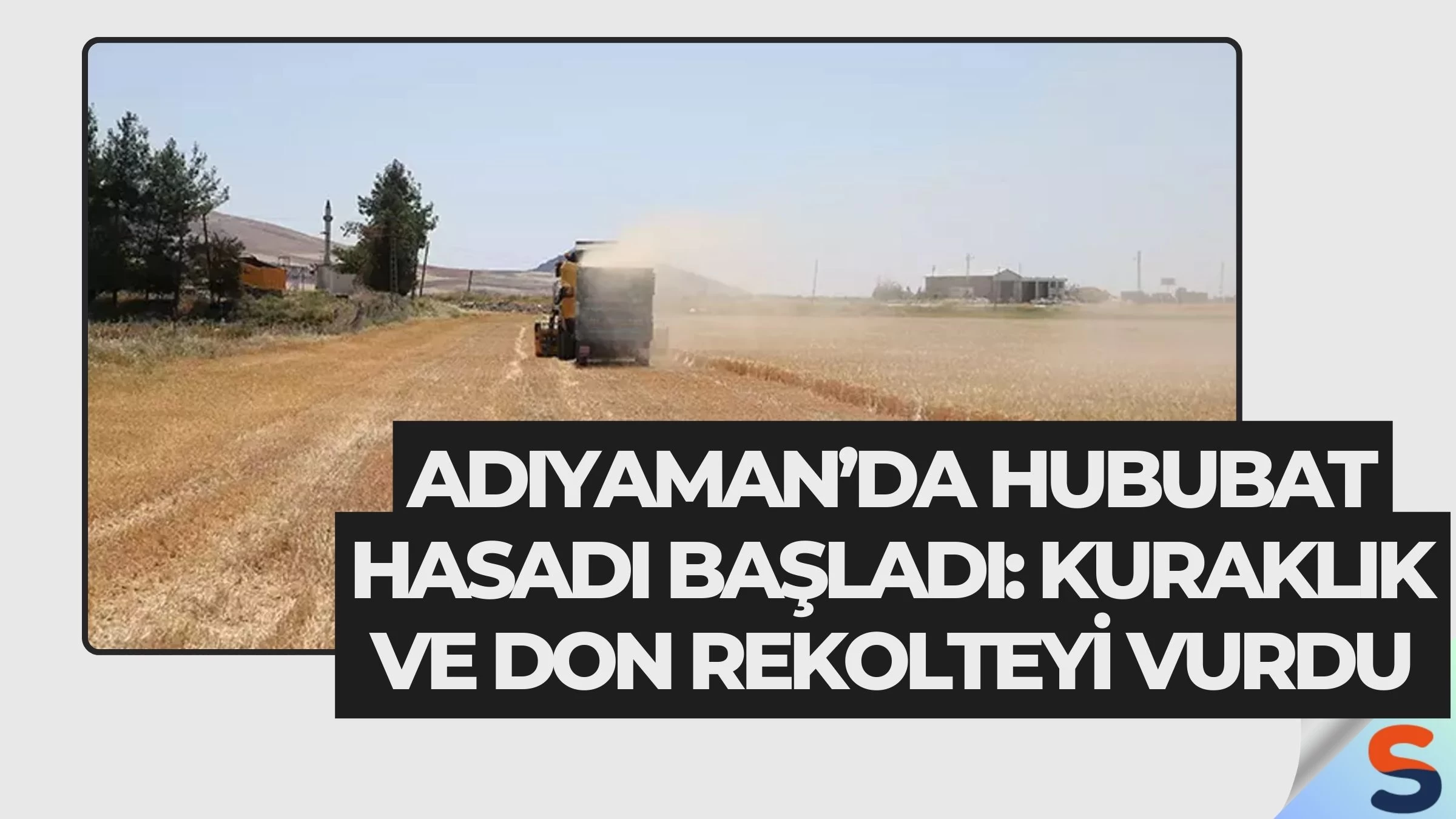 Adıyaman’da Hububat Hasadı Başladı: Kuraklık ve Don Rekolteyi Vurdu