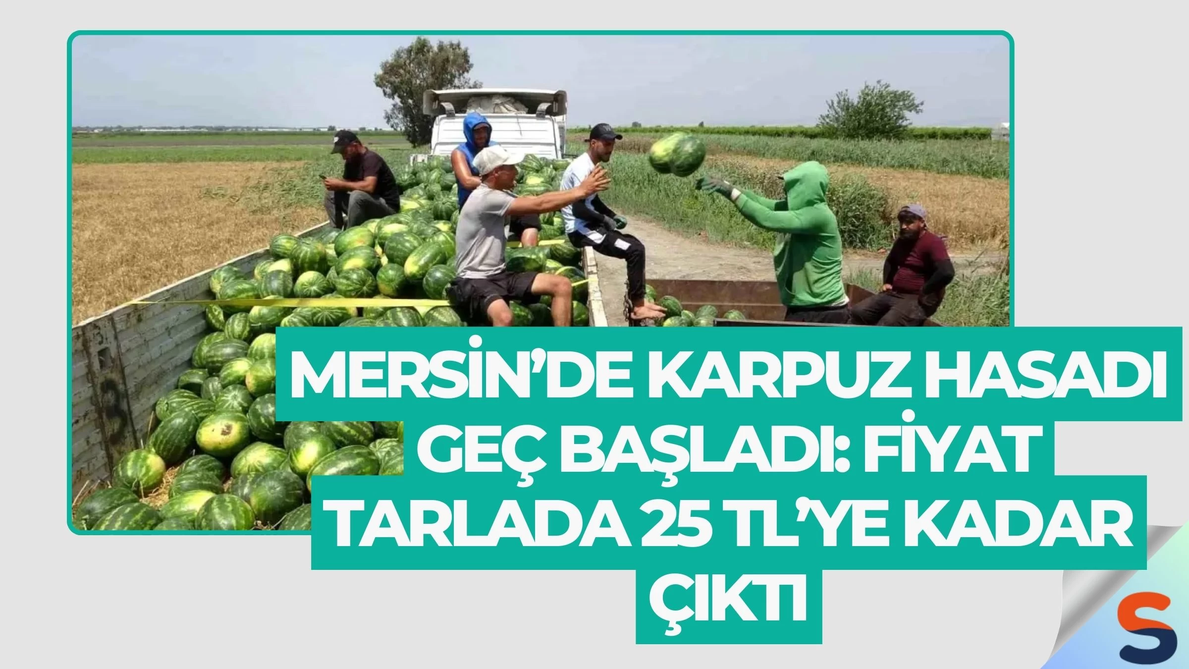 Mersin’de Karpuz Hasadı Geç Başladı: Fiyat Tarlada 25 TL’ye Kadar Çıktı