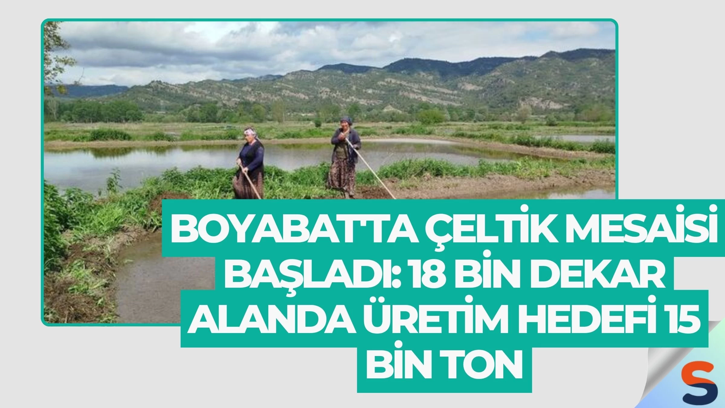 Boyabat'ta Çeltik Mesaisi Başladı: 18 Bin Dekar Alanda Üretim Hedefi 15 Bin Ton