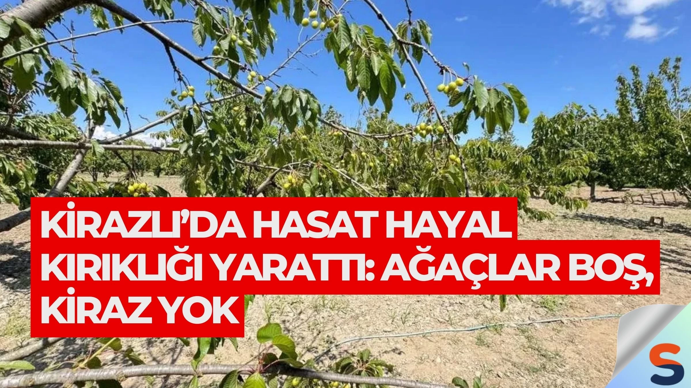 Kirazlı’da Hasat Hayal Kırıklığı Yarattı: Ağaçlar Boş, Kiraz Yok