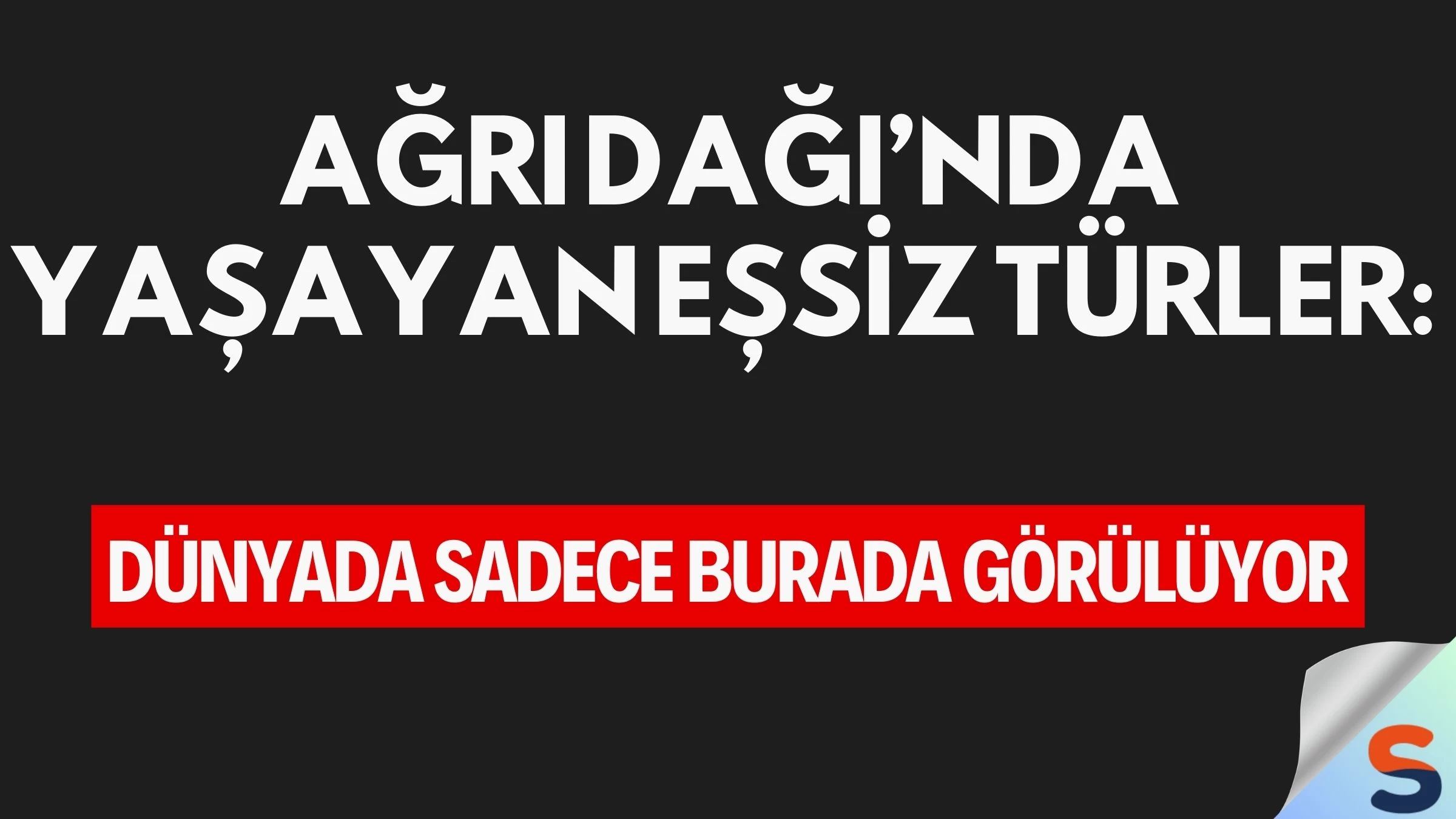 Ağrı Dağı’nda Yaşayan Eşsiz Türler: Dünyada Sadece Burada Görülüyor