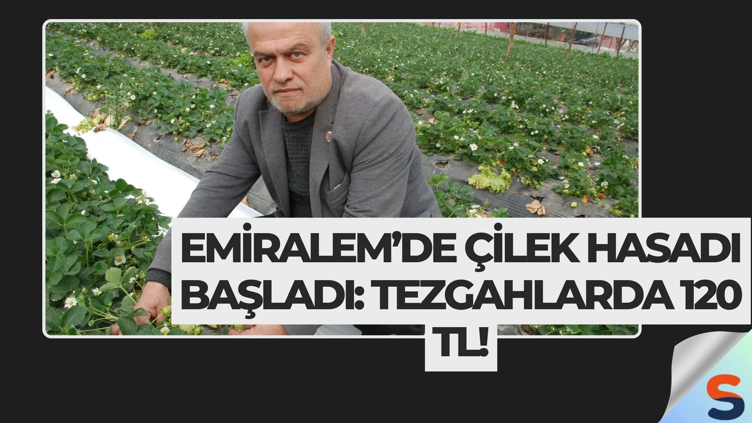 Emiralem’de Çilek Hasadı Başladı: Tezgahlarda 120 TL!