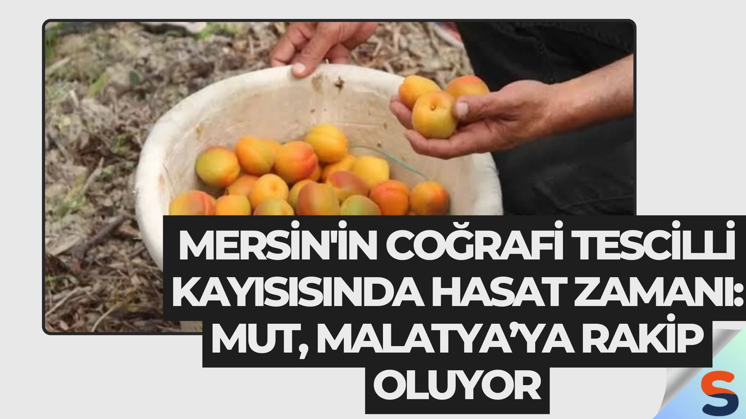 Mersin'in Coğrafi Tescilli Kayısısında Hasat Zamanı: Mut, Malatya’ya Rakip Oluyor
