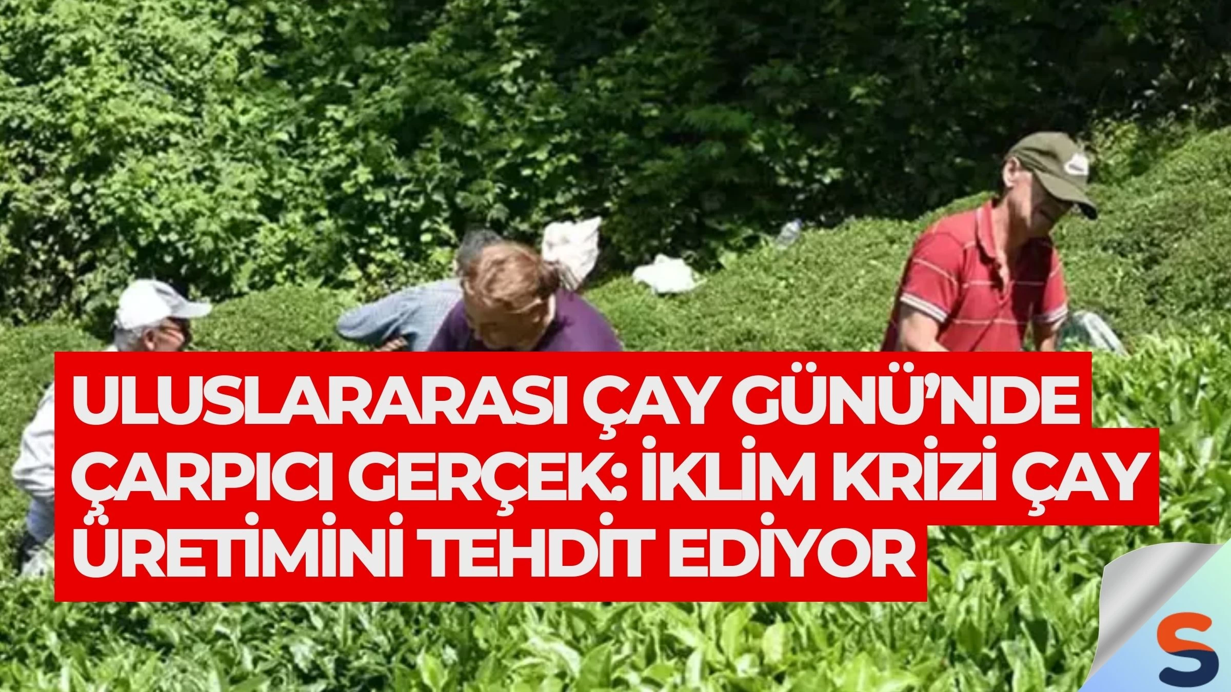 Uluslararası Çay Günü’nde Çarpıcı Gerçek: İklim Krizi Çay Üretimini Tehdit Ediyor