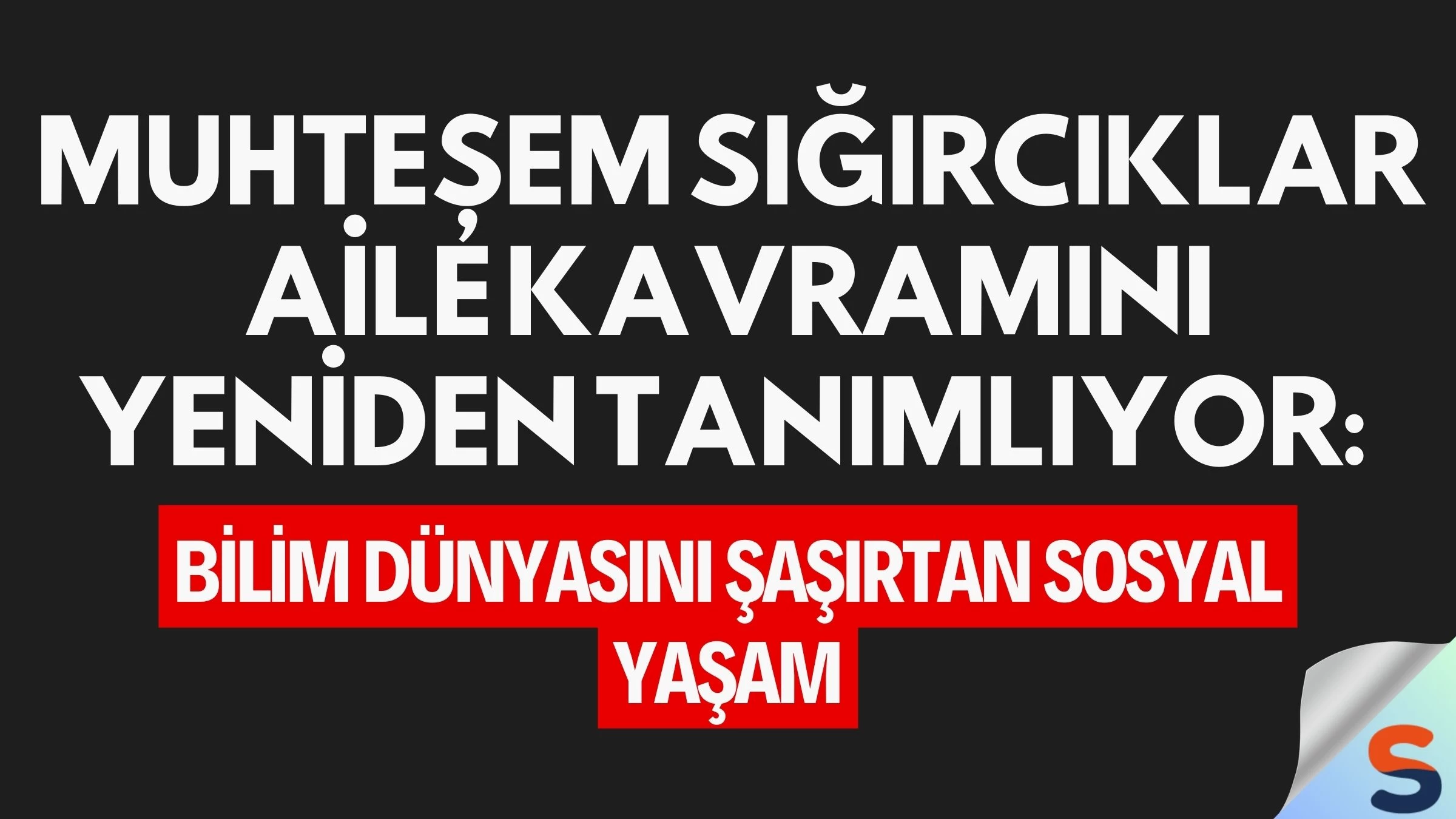 Muhteşem Sığırcıklar Aile Kavramını Yeniden Tanımlıyor: Bilim Dünyasını Şaşırtan Sosyal Yaşam