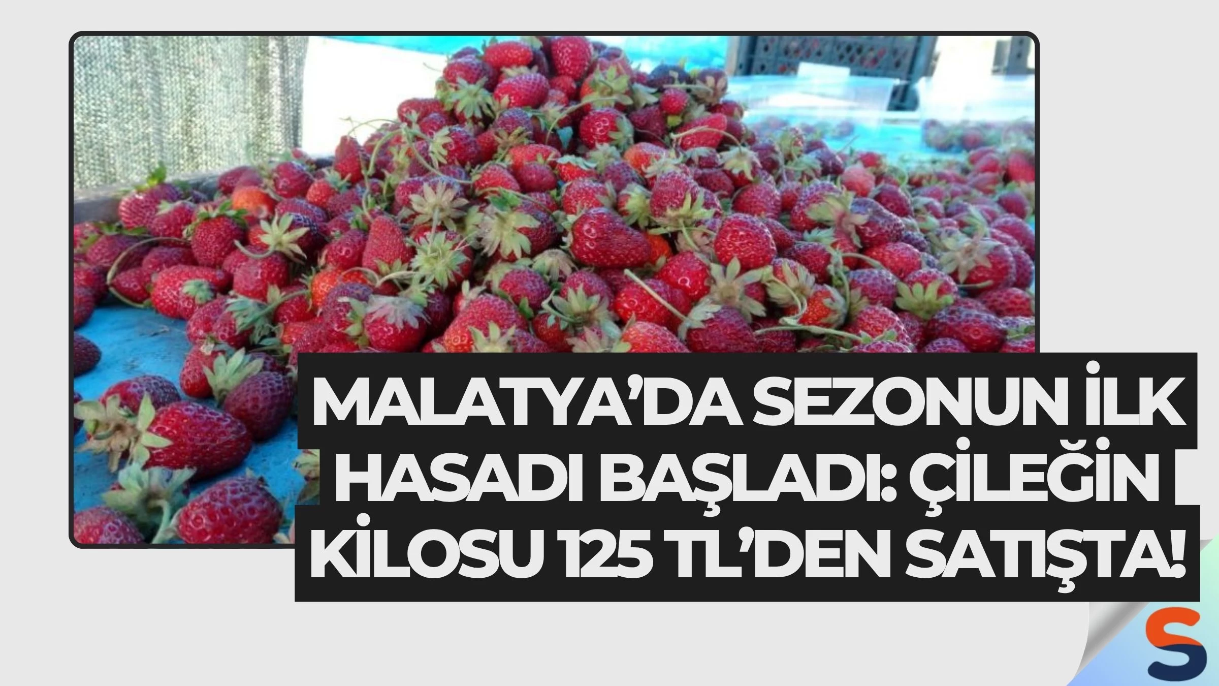 Malatya’da Sezonun İlk Hasadı Başladı: Çileğin Kilosu 125 TL’den Satışta!