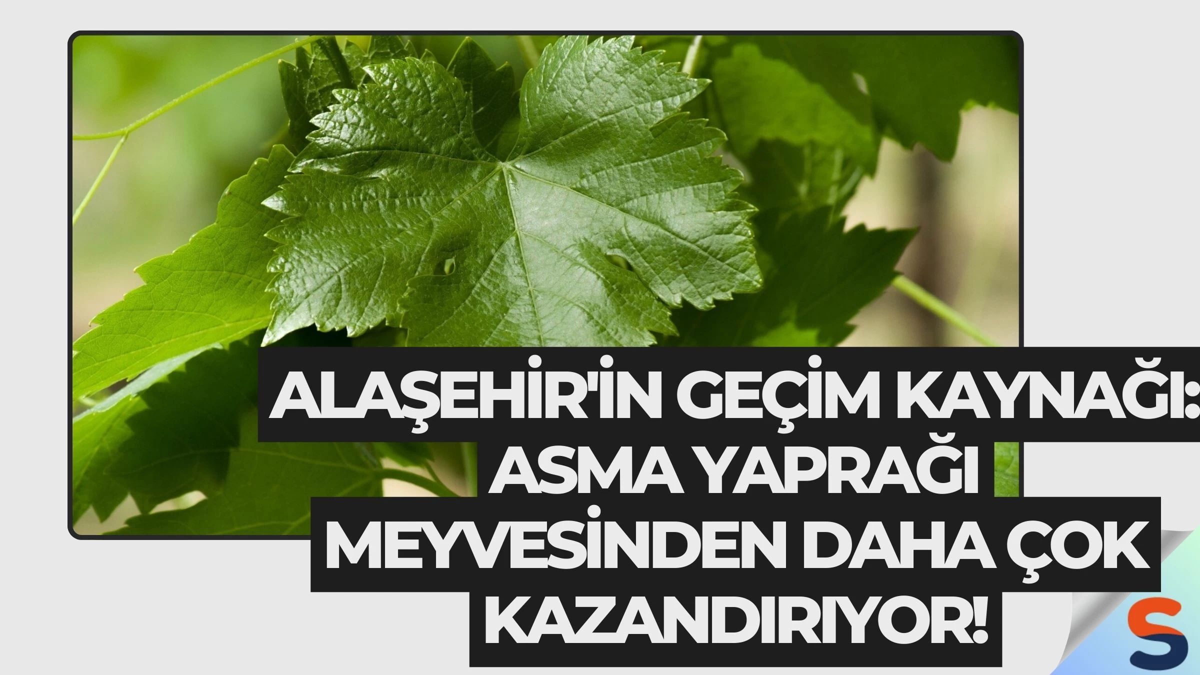 Alaşehir'in Geçim Kaynağı: Asma Yaprağı Meyvesinden Daha Çok Kazandırıyor!