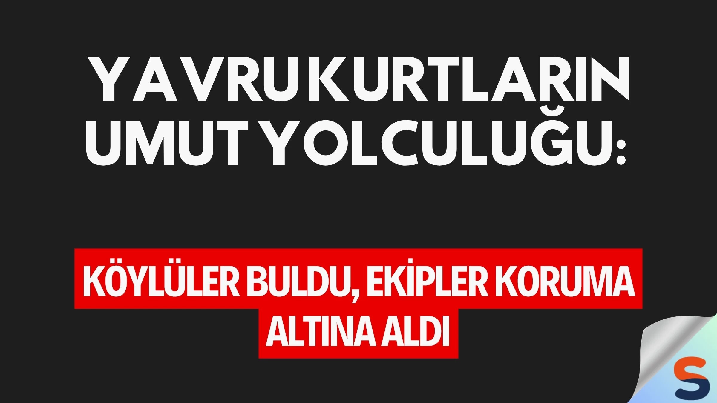 Yavru Kurtların Umut Yolculuğu: Köylüler Buldu, Ekipler Koruma Altına Aldı